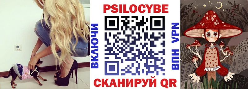 где купить наркоту  Каменка  Галлюциногенные грибы Psilocybe 